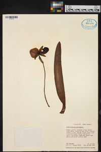 Paphiopedilum spicerianum image