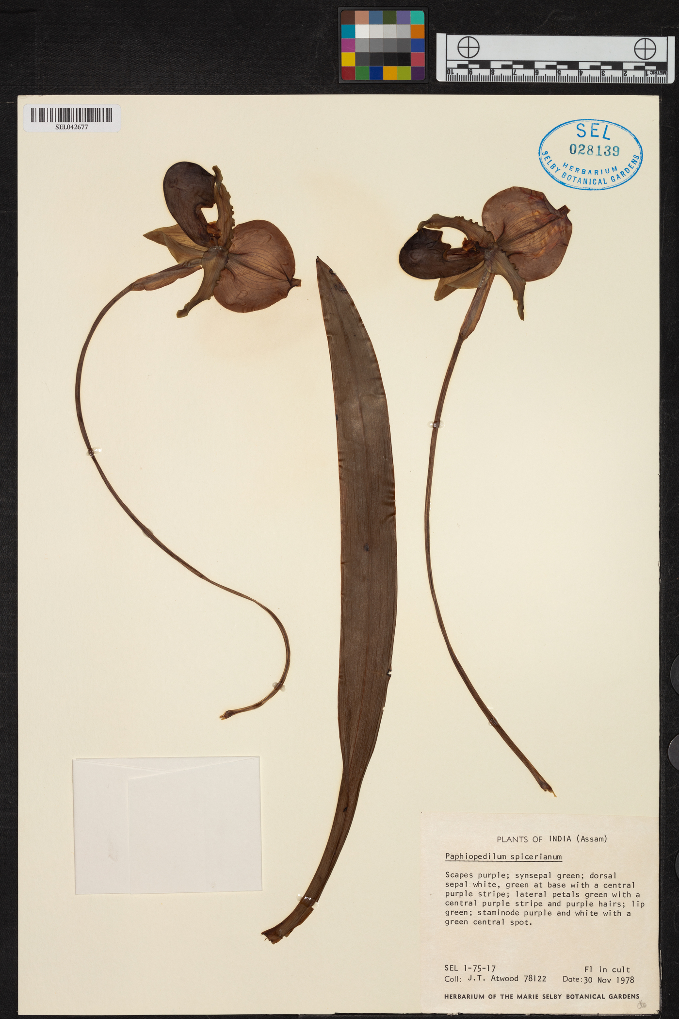 Paphiopedilum spicerianum image