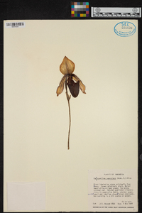 Paphiopedilum superbiens image