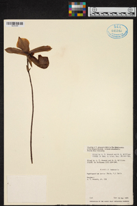 Paphiopedilum tonsum image