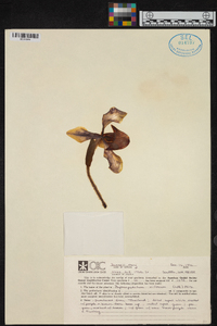 Paphiopedilum villosum image