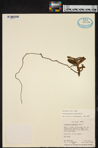 Pelatantheria insectifera image