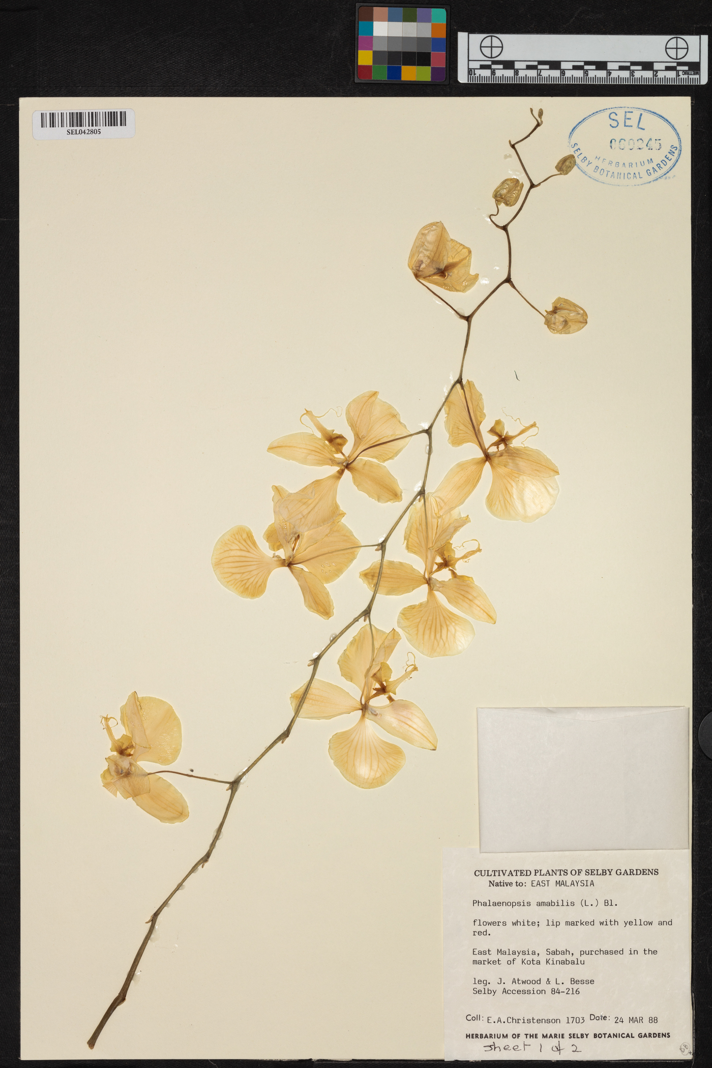 Phalaenopsis amabilis image