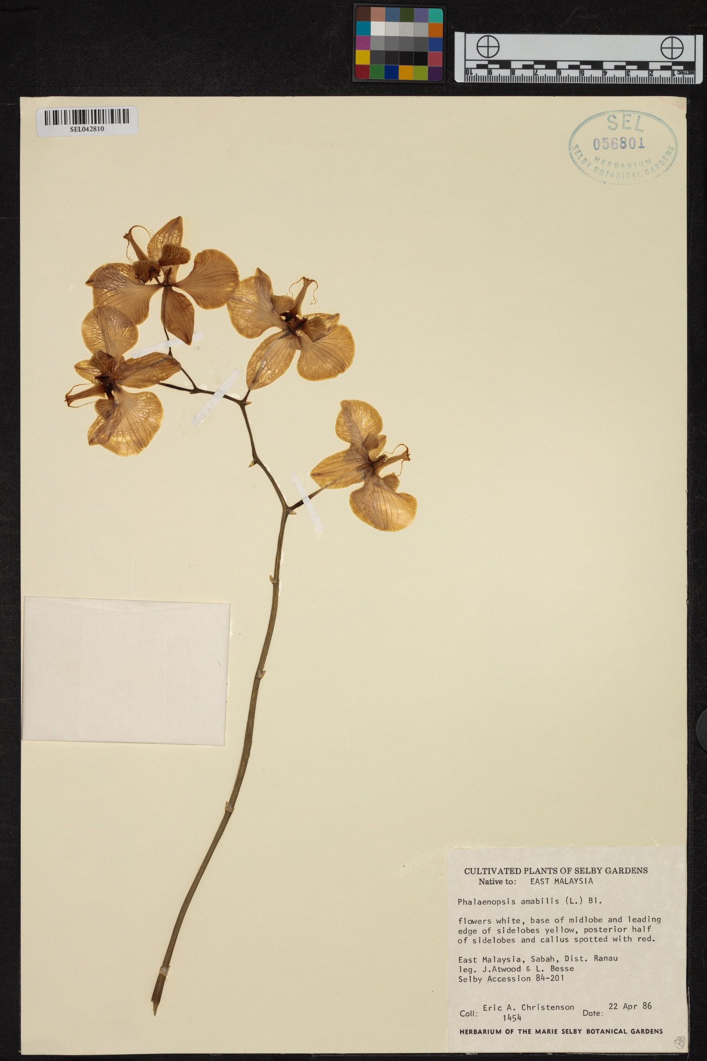 Phalaenopsis amabilis image