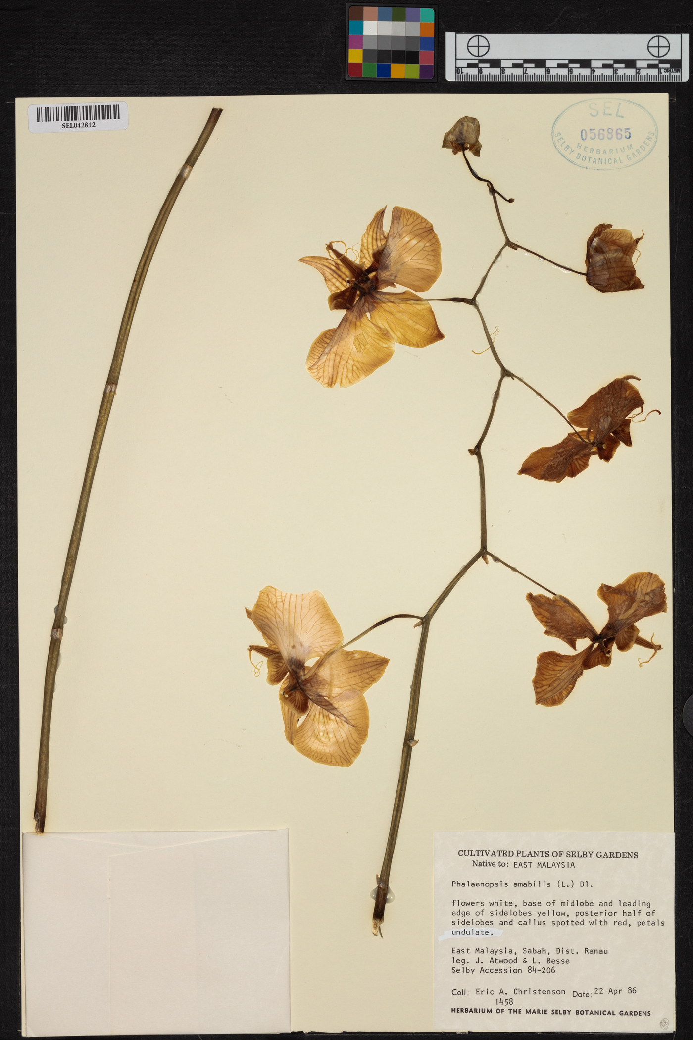 Phalaenopsis amabilis image