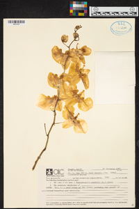 Phalaenopsis amabilis image