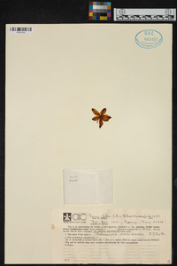 Phalaenopsis amboinensis image