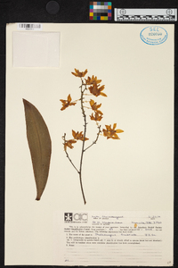 Image of Phalaenopsis fimbriata