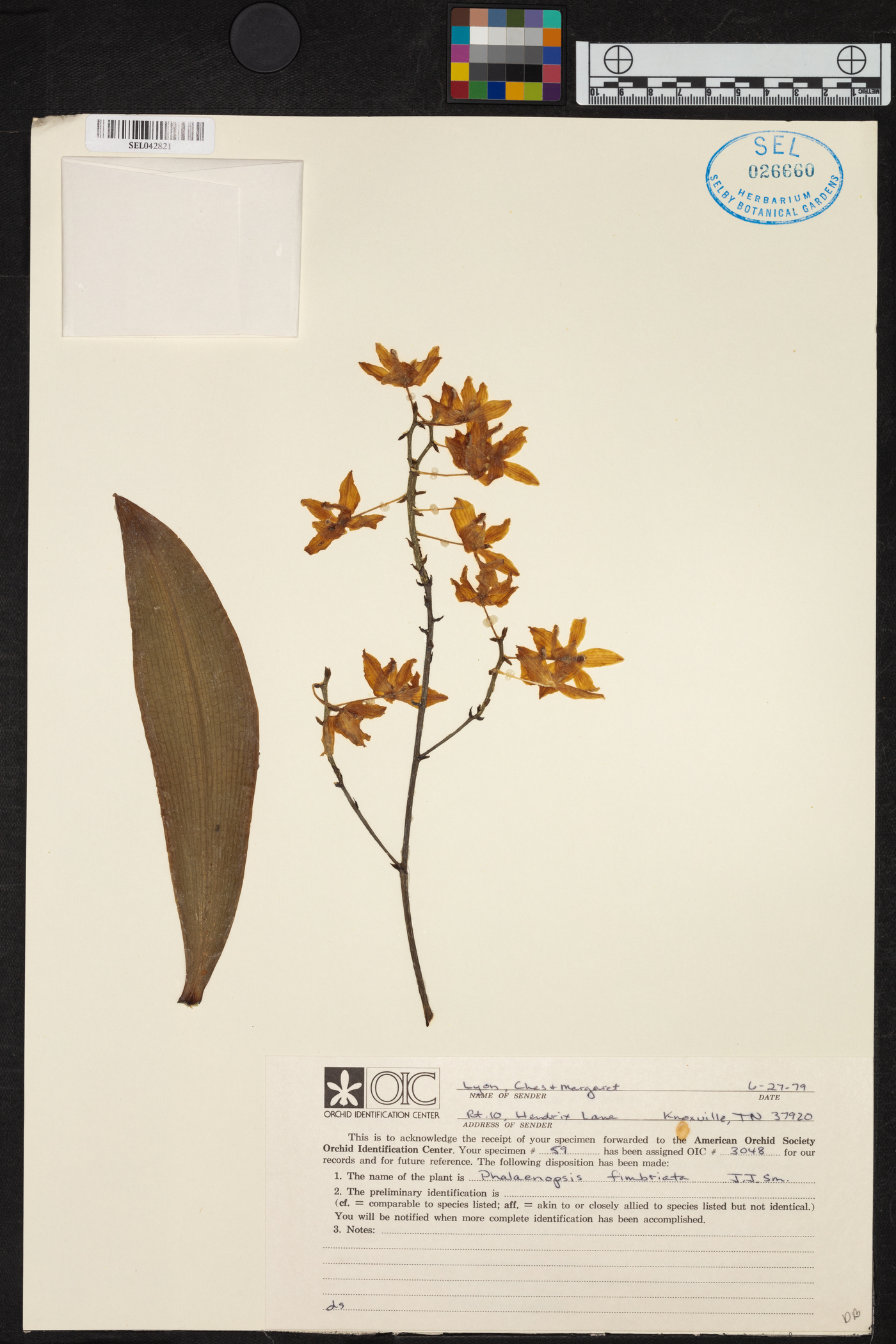 Phalaenopsis fimbriata image