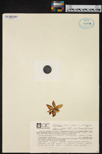 Phalaenopsis hieroglyphica image