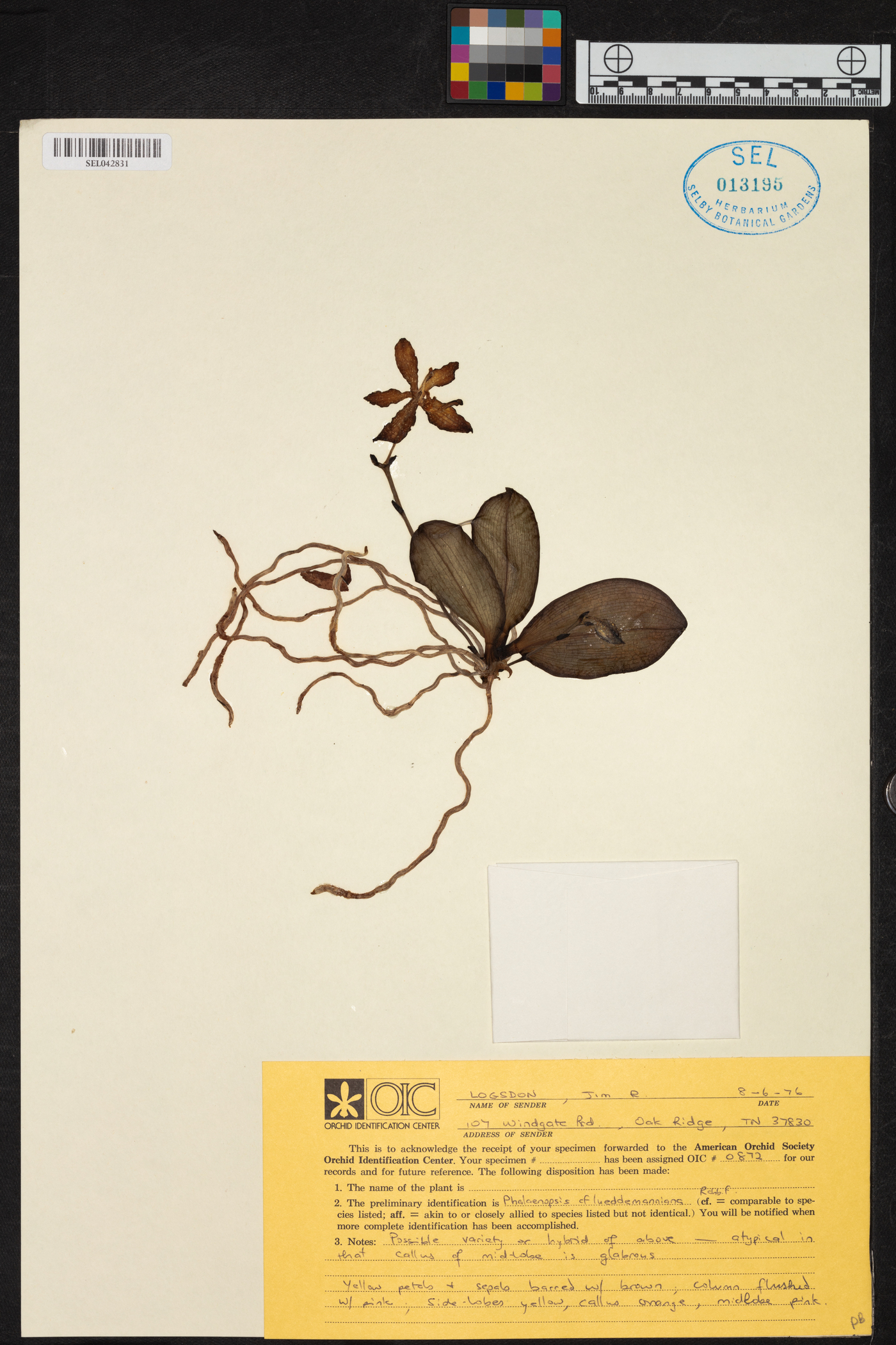 Phalaenopsis lueddemanniana image