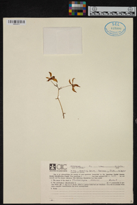 Image of Phalaenopsis mannii