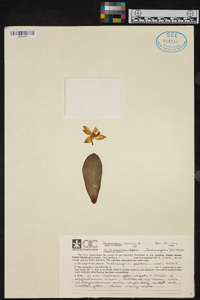 Phalaenopsis pallens image