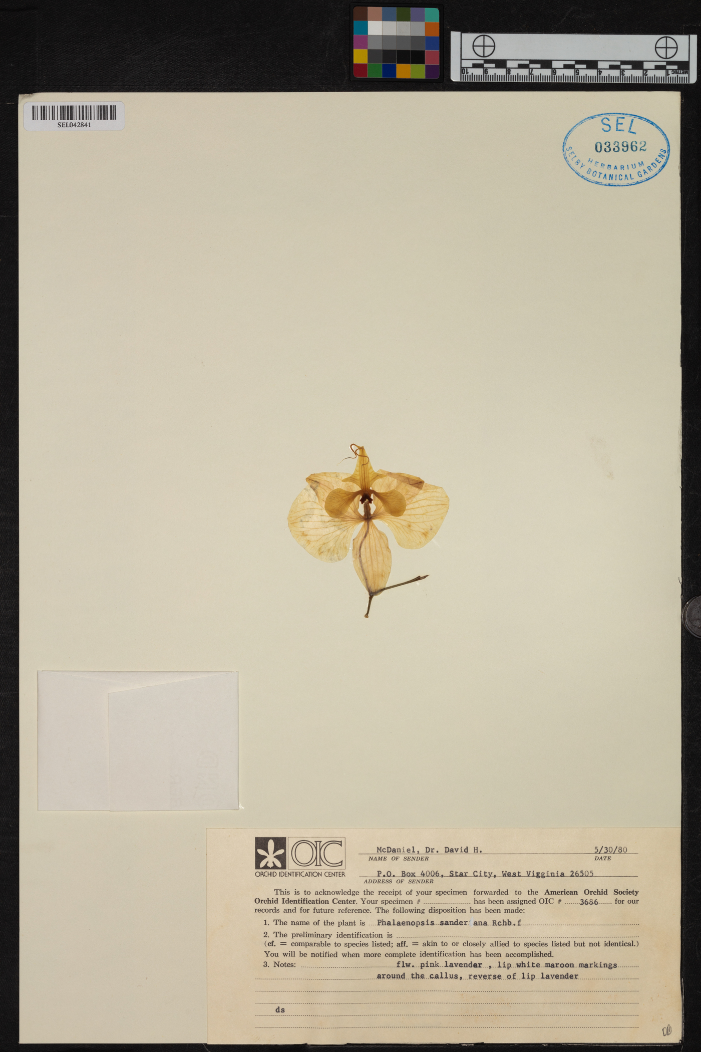 Phalaenopsis sanderiana image