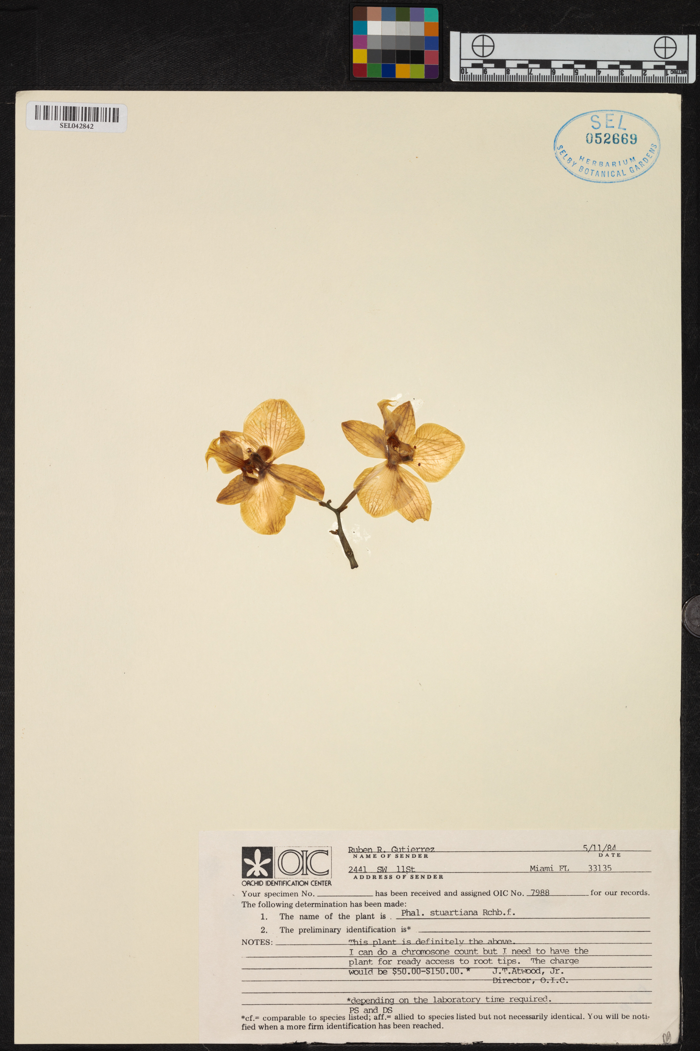 Phalaenopsis stuartiana image