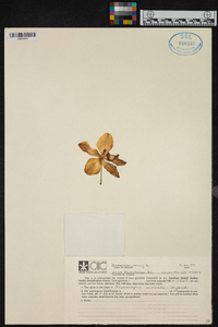 Phalaenopsis violacea image
