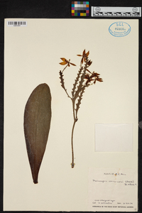 Phalaenopsis cornu-cervi image
