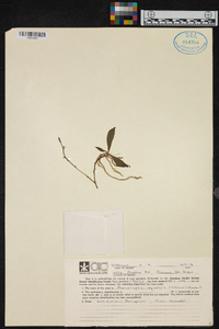 Image of Phalaenopsis equestris
