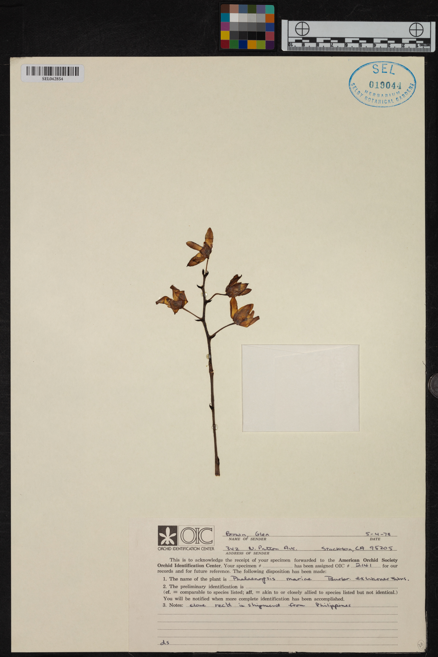 Phalaenopsis mariae image