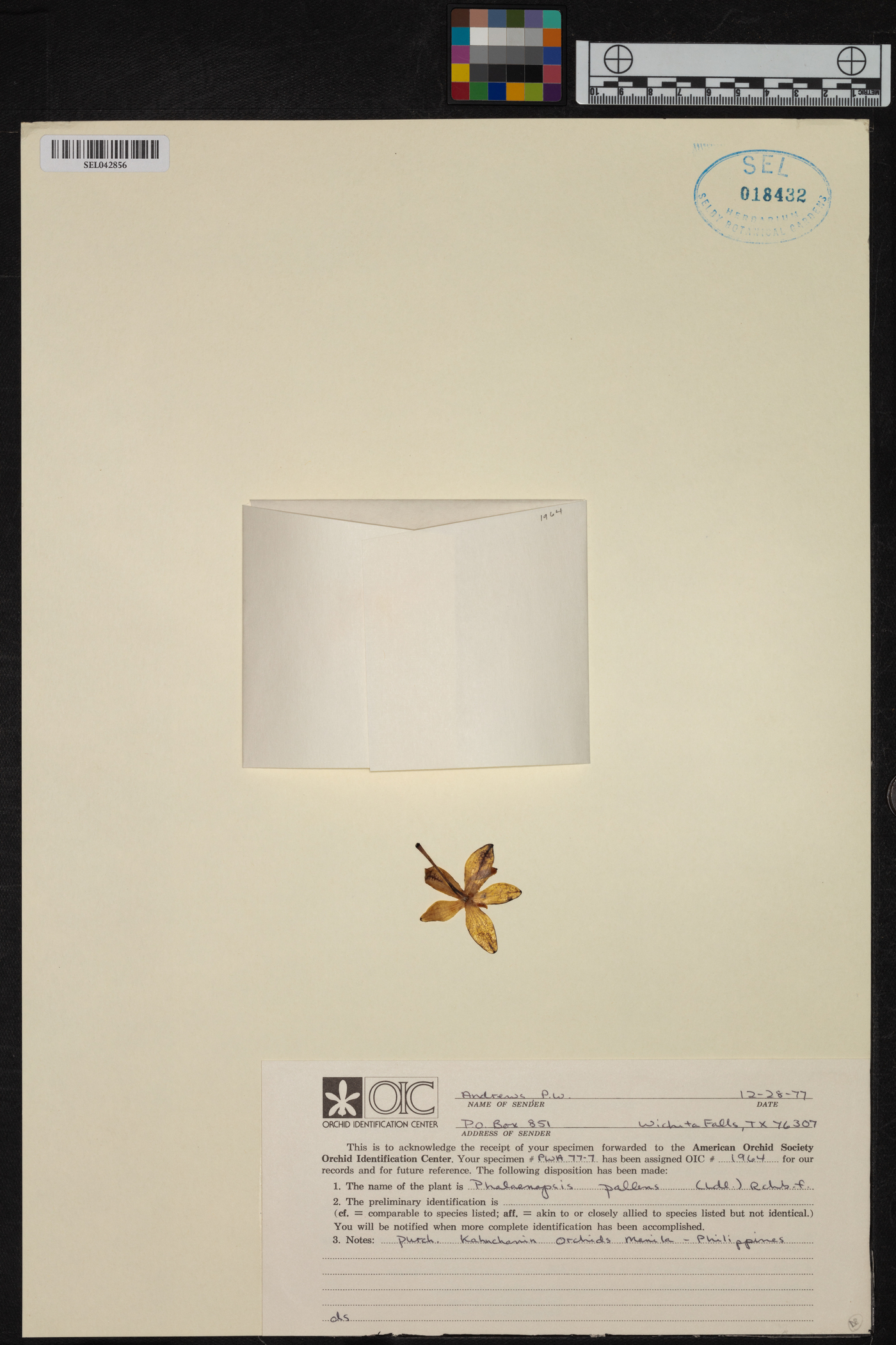 Phalaenopsis pallens image