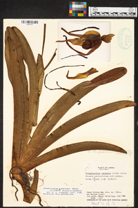 Phragmipedium humboldtii image