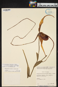 Phragmipedium humboldtii image
