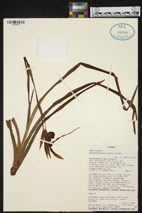 Phragmipedium hirtzii image