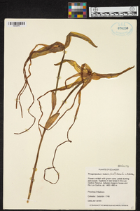Phragmipedium lindenii image