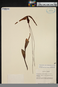 Phragmipedium warszewiczianum image