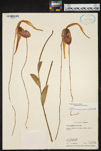 Phragmipedium warszewiczianum image