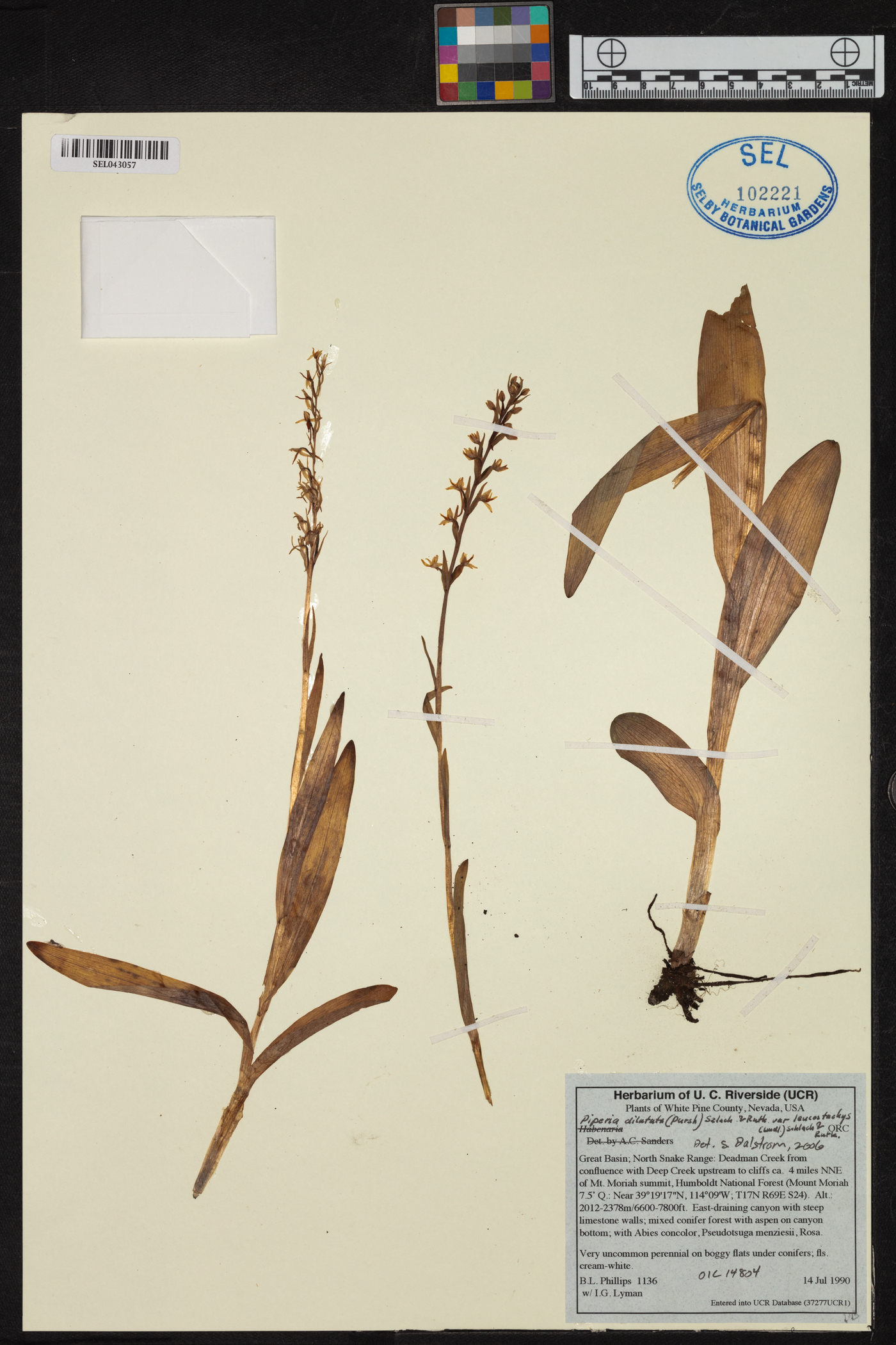 Piperia dilatata image