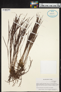 Elleanthus graminifolius image