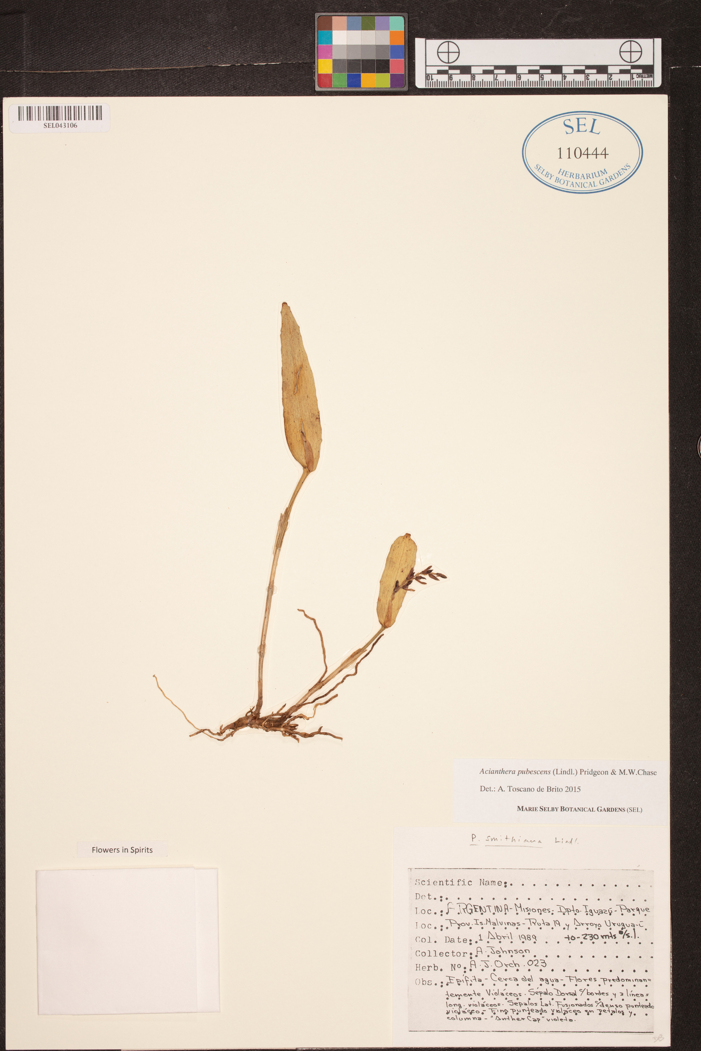 Acianthera pubescens image