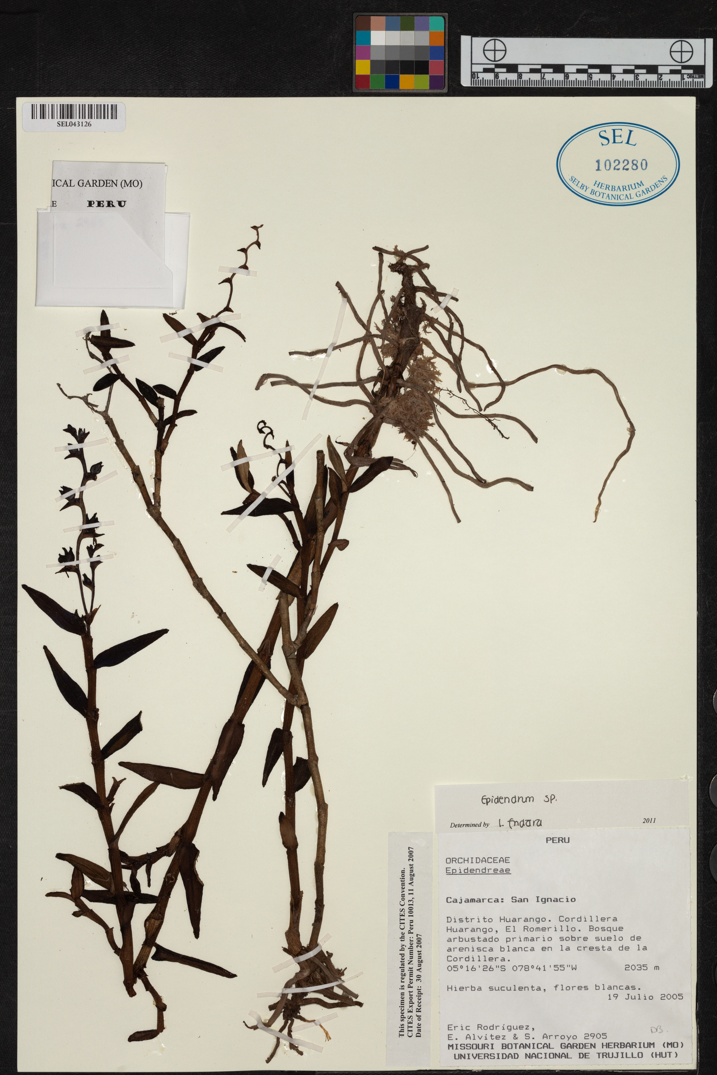 Epidendrum campylorhachis image