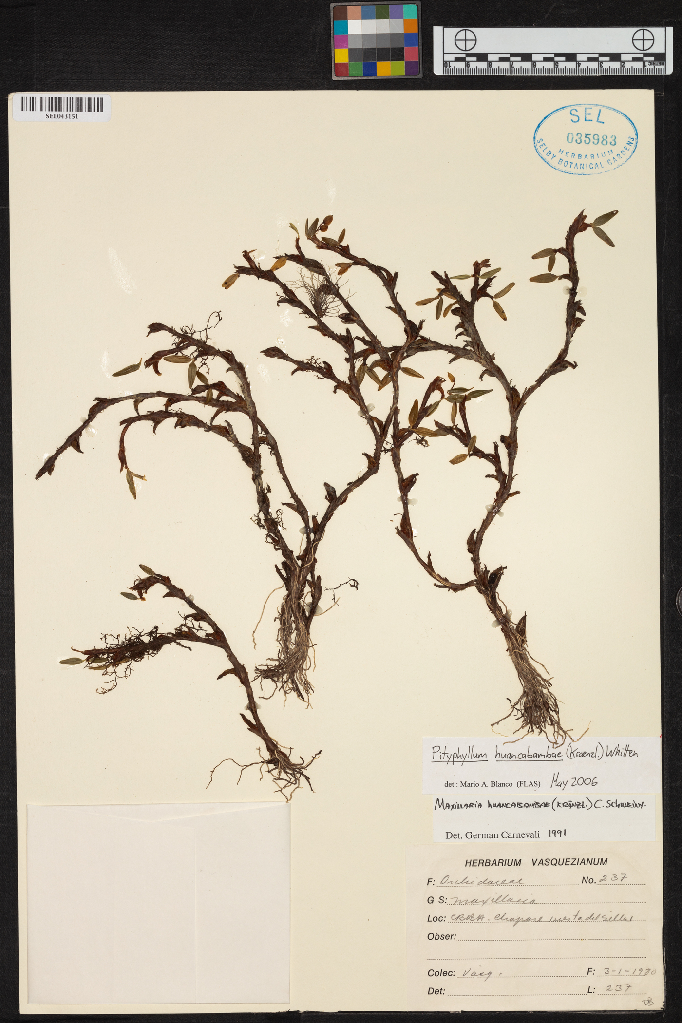 Maxillaria huancabambae image