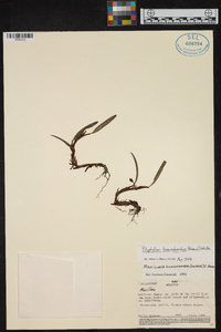 Maxillaria huancabambae image