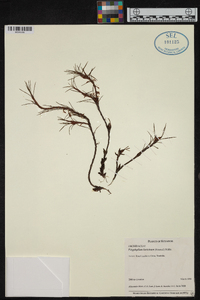Image of Maxillaria laricina