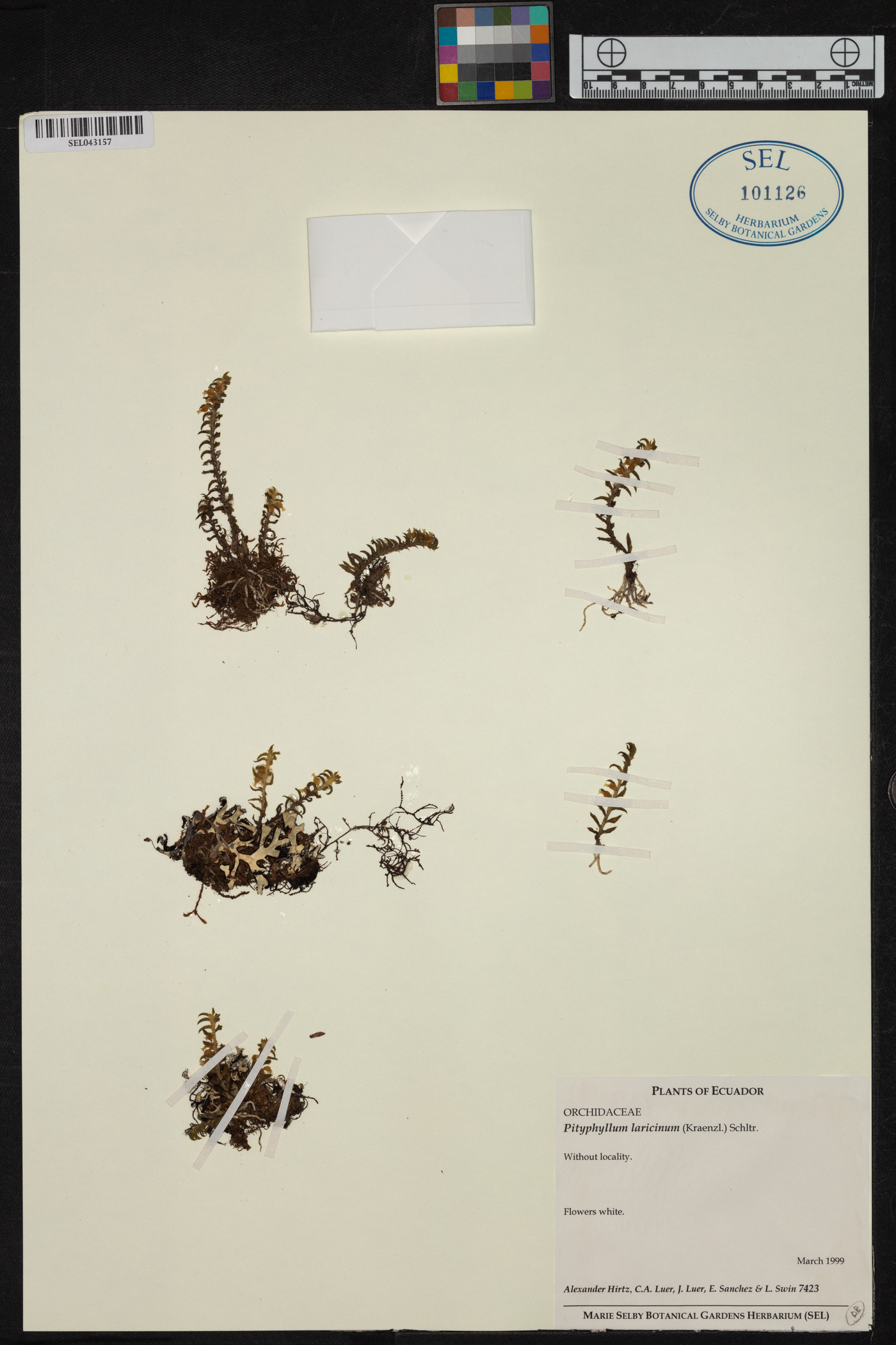 Maxillaria laricina image