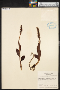 Platanthera albida var. straminea image