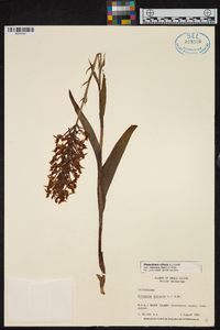 Platanthera ciliaris image