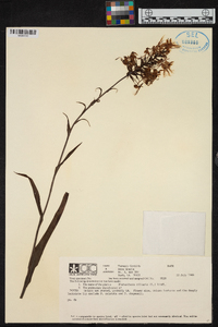 Platanthera ciliaris image