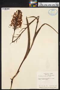 Platanthera ciliaris image