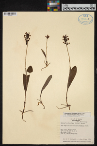 Platanthera clavellata image