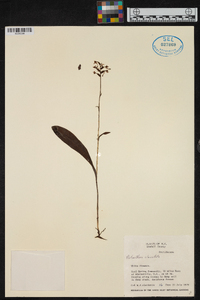 Platanthera clavellata image