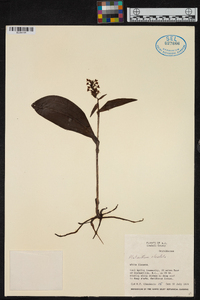 Platanthera clavellata image