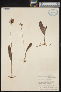 Platanthera clavellata image