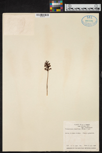 Platanthera clavellata image