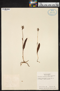 Platanthera clavellata image