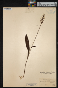 Platanthera clavellata image