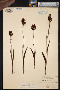 Platanthera clavellata image